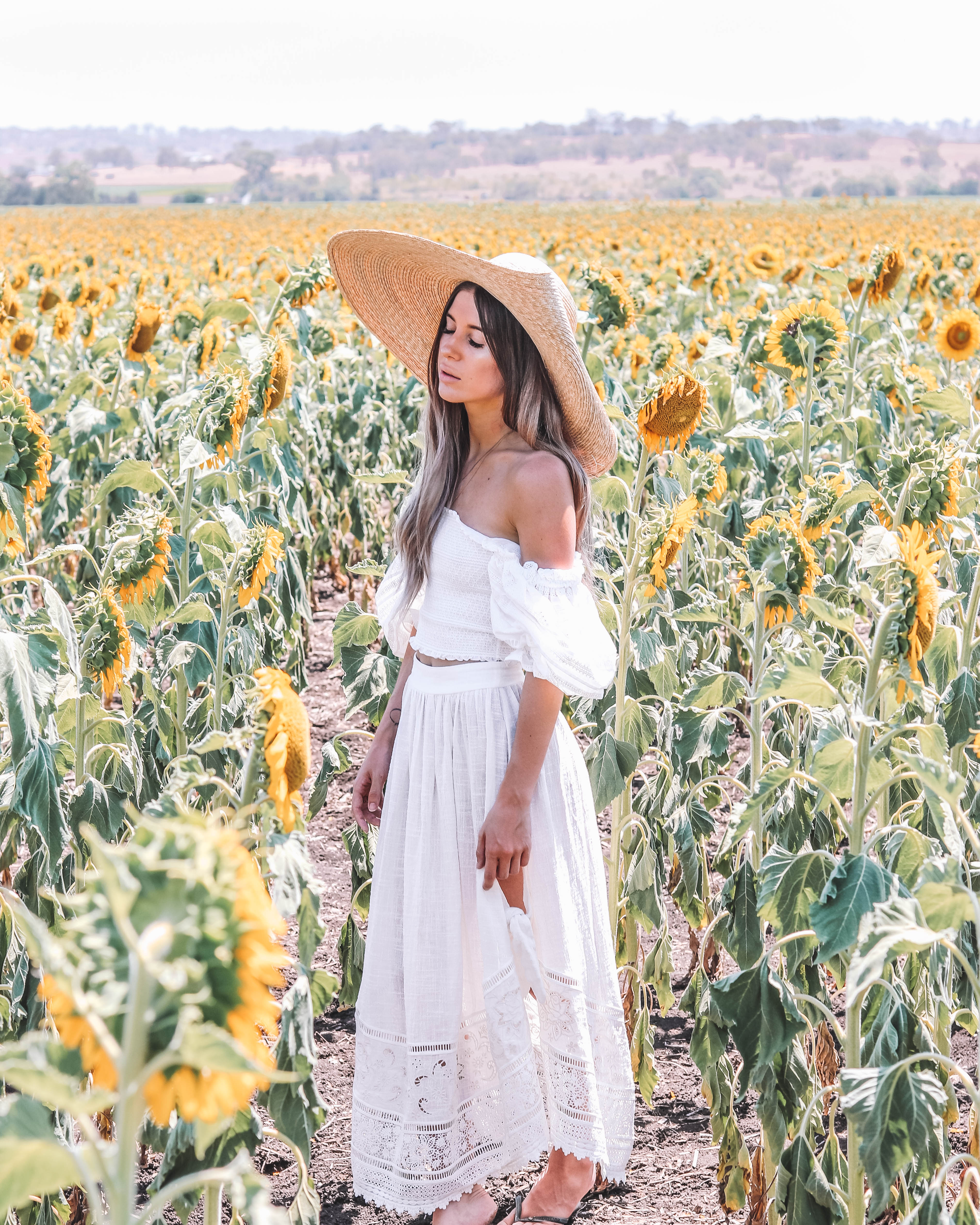 Sunflower Fields in Warwick - Codie Zofia