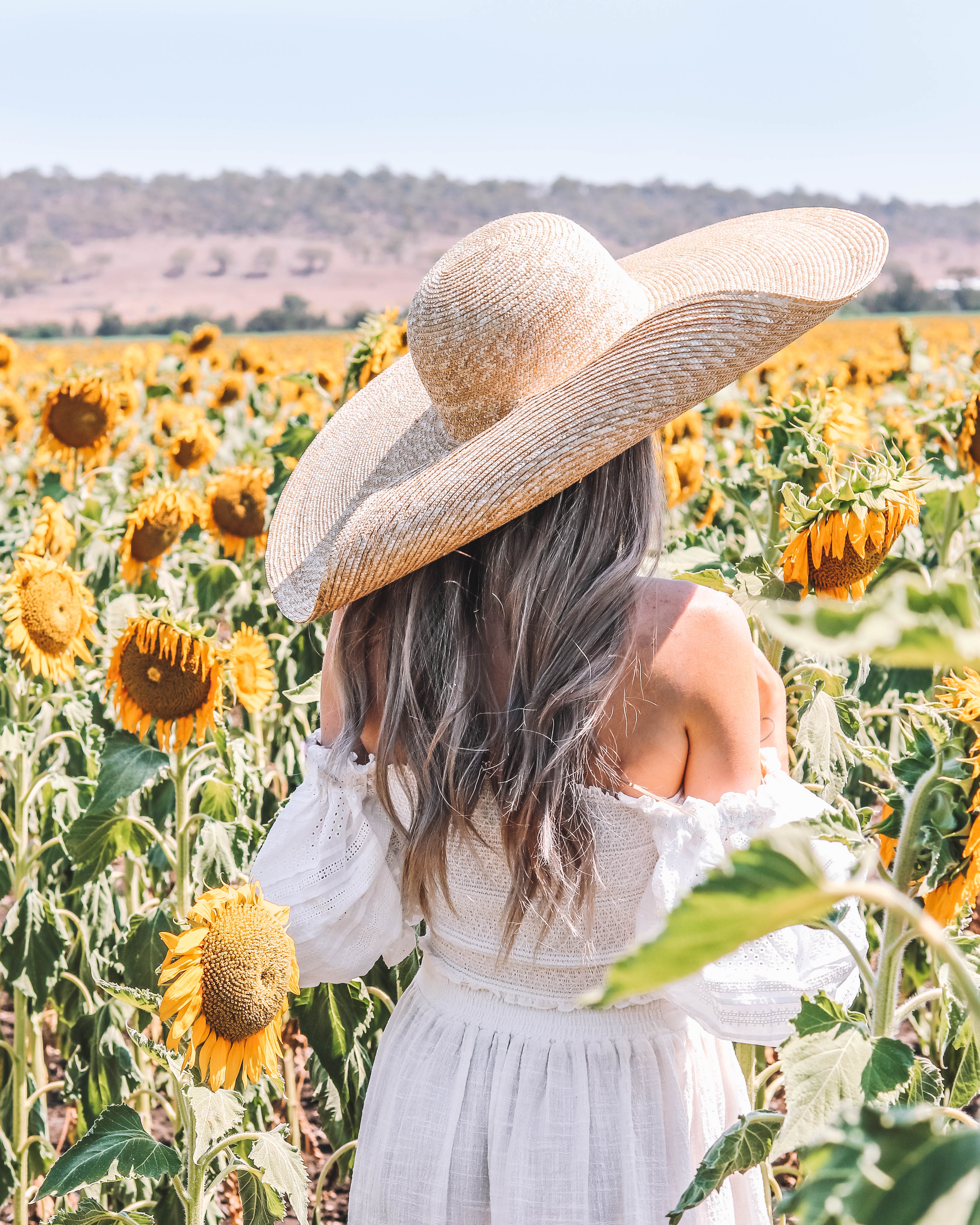 Sunflower Fields in Warwick - Codie Zofia