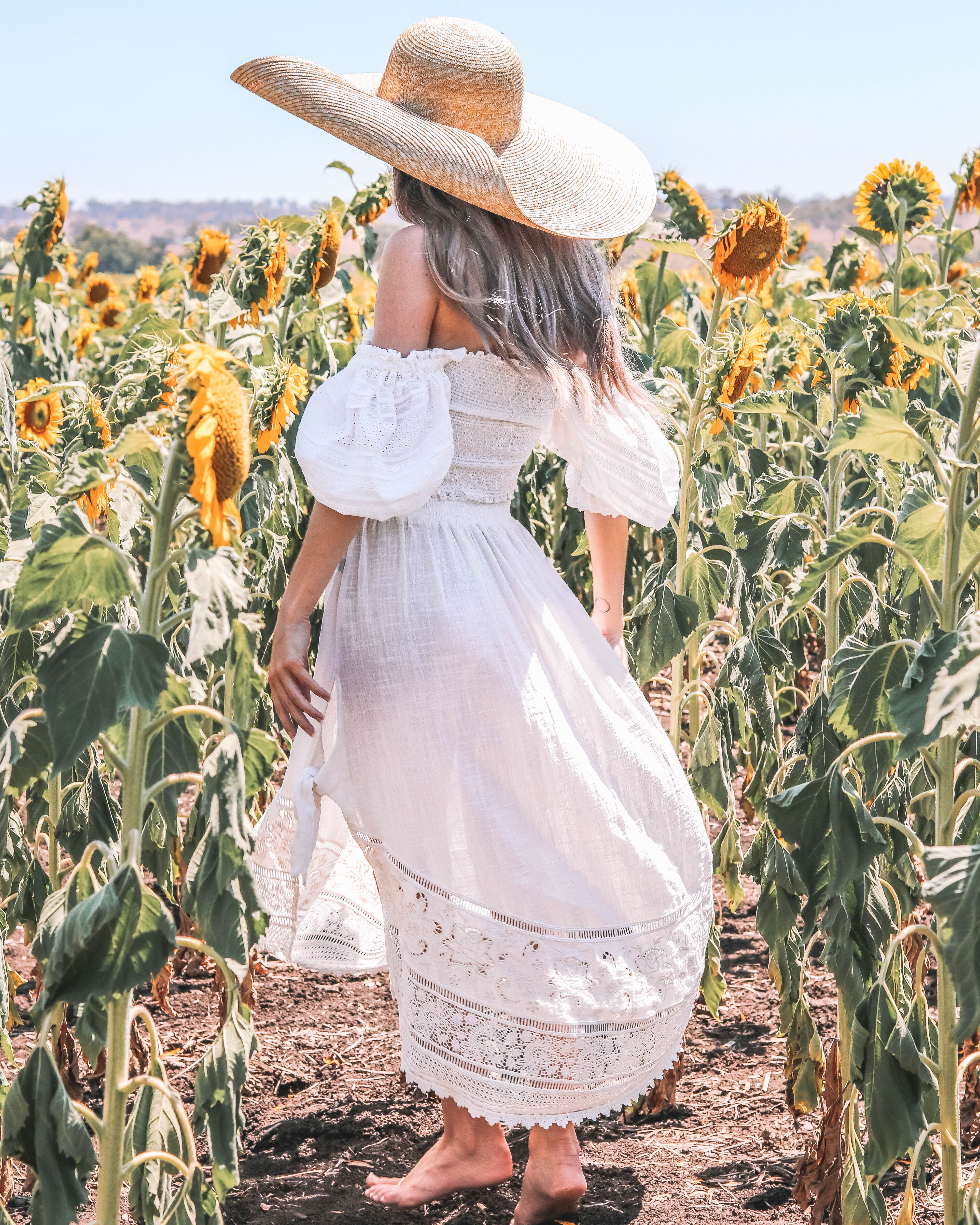 Sunflower Fields in Warwick - Codie Zofia